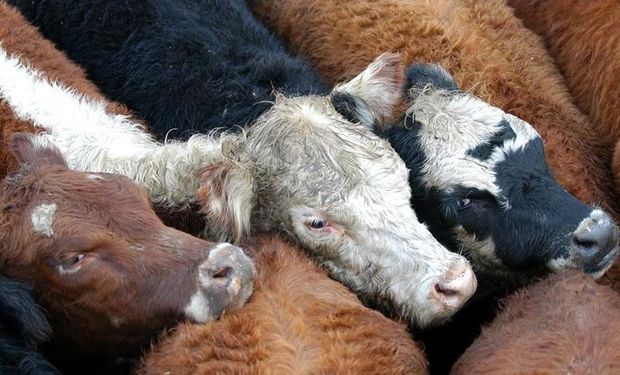 Los animales deben adaptarse al medio ambiente, lo cual no siempre sucede y los perjudica.