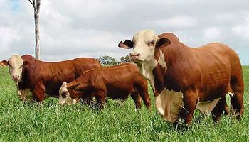 Recuperación del rodeo bovino sigue su marcha