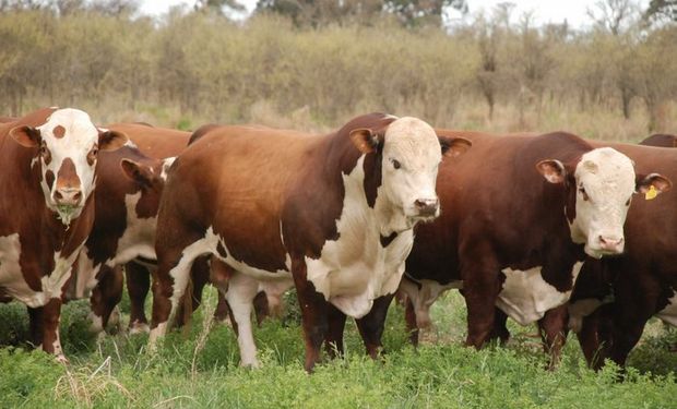 En 2014, obtuvo por segunda vez consecutiva el Premio al Mérito Braford. Porqué Valor Carne muestra el caso como cierre del año.