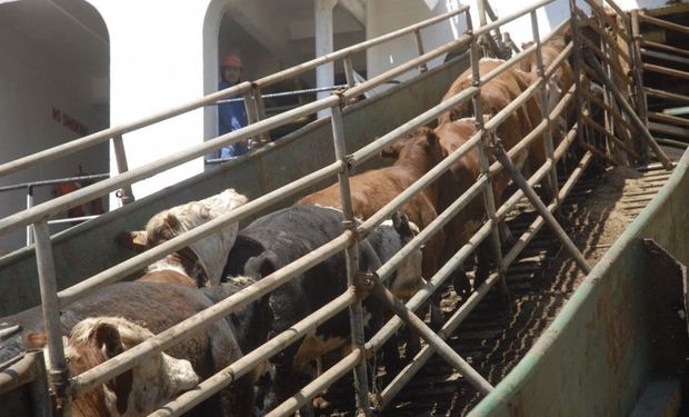 A octubre pasado se embarcaron 174. 000 cabezas bovinas