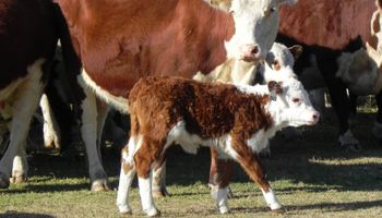 Uruguay: estiman en marzo las primeras exportaciones de ganado en pie a Argentina