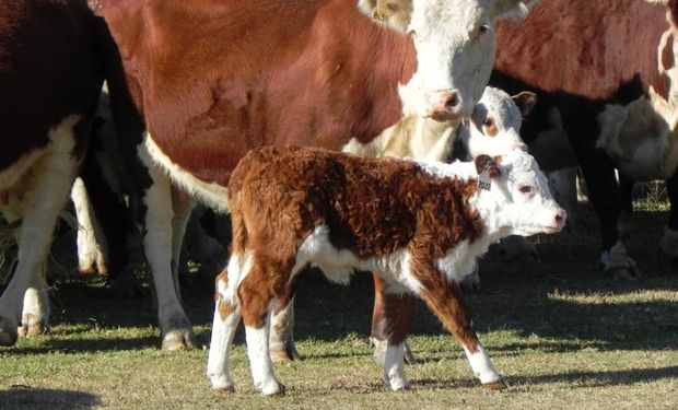 ¿Se acercan las exportaciones de ganado en pie a Argentina?