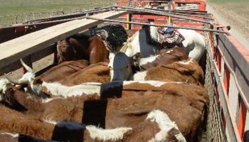 Uruguay busca exportar hacienda en pie