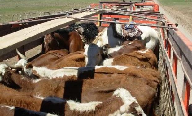 Uruguay busca exportar hacienda en pie