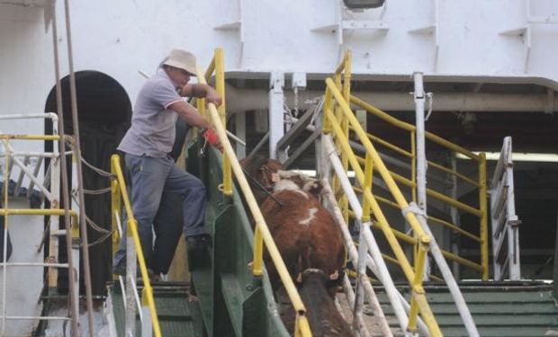 Turquía no compró bovinos en pie a lo largo del 2014 y complicó el negocio de Uruguay. Foto: Archivo