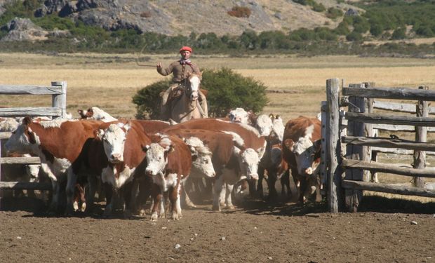 Otro récord de 2014 fue la exportación de vacunos en pie que alcanzó a 156 mil cabezas, casi cuadruplicando la cantidad embarcada en 2013.