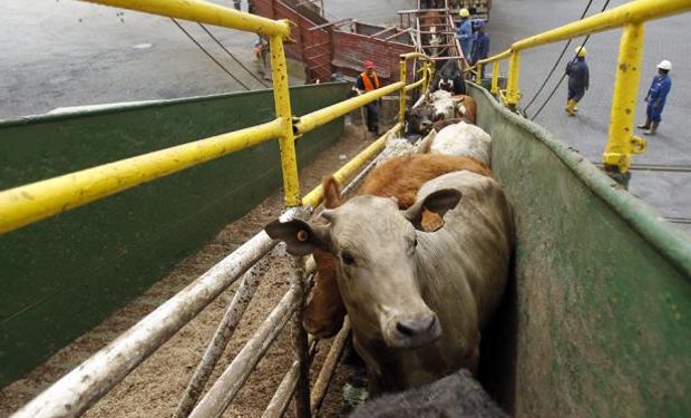Uruguay planea exportar unas 200.000 cabezas bovinas en pie este año.