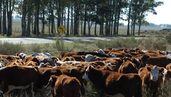 En Uruguay confían sus ahorros a la inversión en ganado