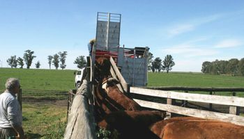 Uruguay: estiman que precios del ganado gordo tocaron un piso