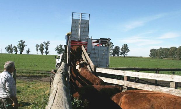 Productores se resisten a vender a las cifras que proponen los frigoríficos.