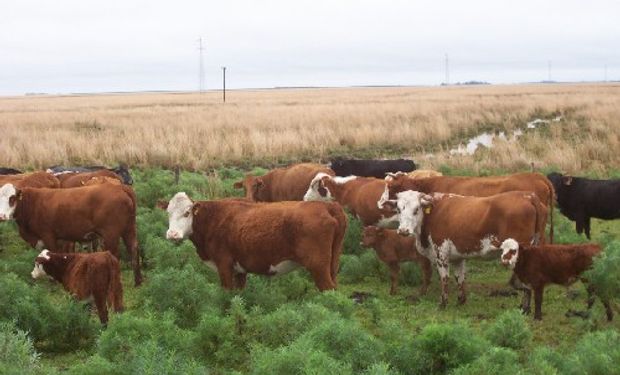 La producción natural es una de las fortalezas de la carne uruguaya.
