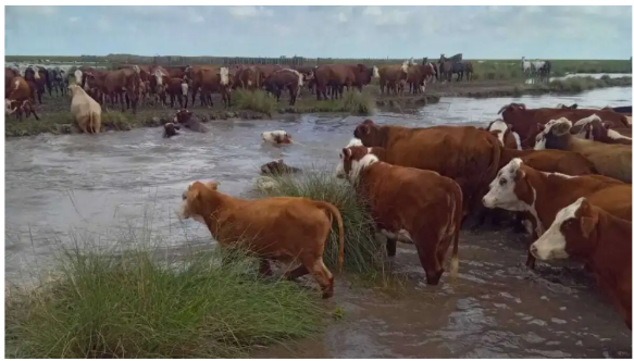 ganado inundado