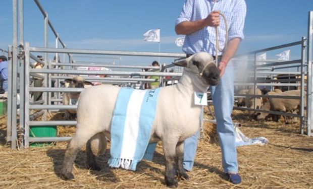 Todo el potencial del ganado ovino en AgroActiva