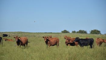 Cambios: reducen la carga tributaria por la mera tenencia de la hacienda mientras se engorda el animal