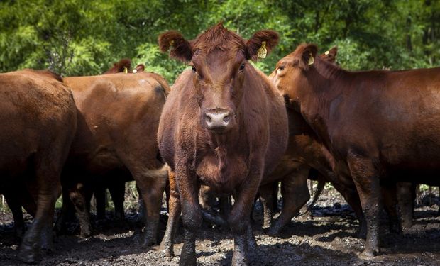 Fuerte malestar en el campo: "Han vuelto los ROEs y en el Gobierno no han hecho más que mentirnos en la cara"