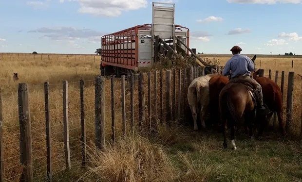 Los ganaderos temen que el troceo obligatorio impacte sobre el precio de la hacienda: "Vamos a ser la variable de ajuste"