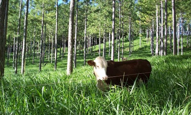 Ya sea con bosques cultivados o nativos, esta técnica se extiende en diversas zonas como una alternativa productiva.