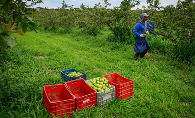Garantia Safra de janeiro atenderá produtores de 495 munícipios dos 9 estados. (foto - Sistema CNA/Senar)