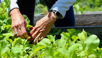 Garantia-Safra paga agricultores de dez estados em abril; veja lista