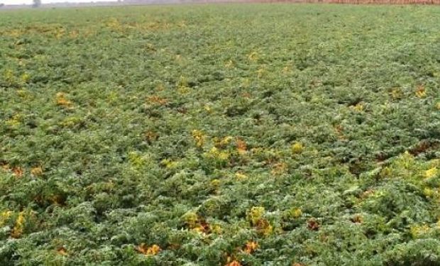 Investigadores del Instituto de Patología Vegetal de INTA Córdoba son los encargados de las averiguaciones.