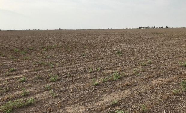 Córdoba: la presencia de precipitaciones comienza a ser indispensable para trigo y garbanzo.