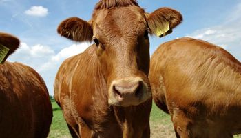 Lanzan nuevas estrategias para combatir las garrapatas en el ganado bovino