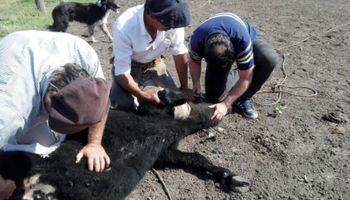 Detectan un nuevo foco de garrapata bovina en Entre Ríos 