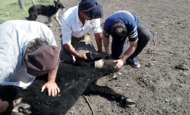 Detectan un nuevo foco de garrapata bovina en Entre Ríos 