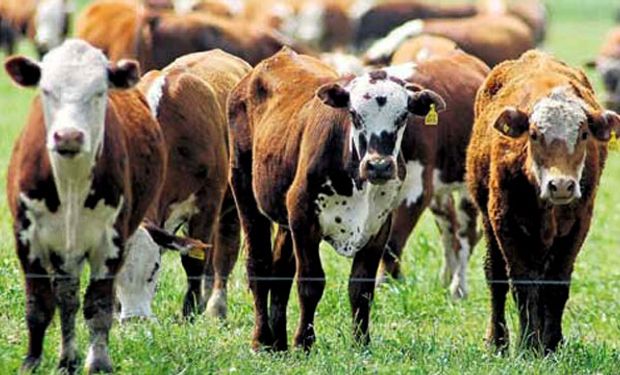 En el ganado bovino existen dos grandes grupos de parásitos: los endo y los ectoparásitos.