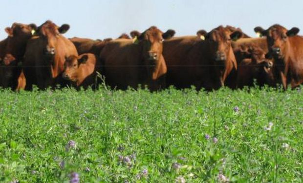 El objetivo será monitorear las emanaciones y mejorar los cálculos de la huella de carbono de los sistemas ganaderos del país.