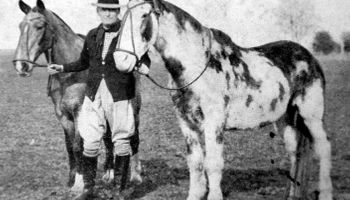 Así fue la hazaña de los dos caballos criollos que salieron de Ayacucho y llegaron a Nueva York: "No es solo una historia, es parte de lo que somos”