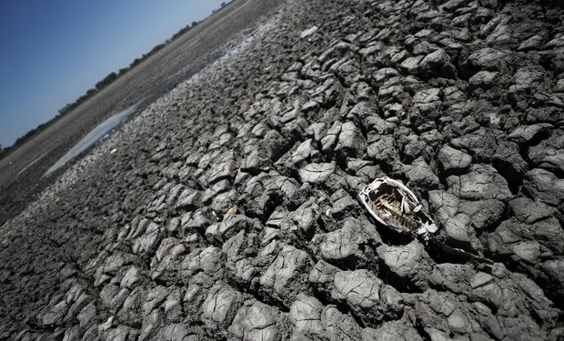 El esqueleto de un pez se ve en la laguna Navarro, que se secó por el fenómeno climático La Niña, 5 de diciembre de 2022. REUTERS/Agustin Marcarian