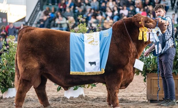 El toro Campeón de Angus. Foto: @juancaoribe