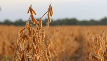 En el debut de los contratos de soja y maíz que liquidan con dólar exportador: cuánto se pagó por los granos en Rosario