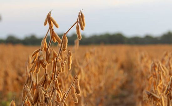 En Chicago los futuros de la soja cotizaron a la baja y el trigo finalizó en terreno mixto