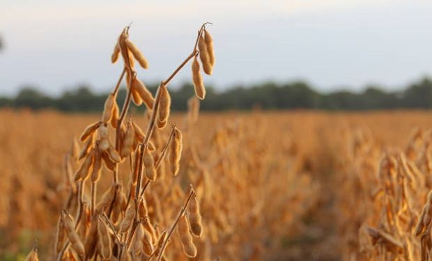 En el debut de los contratos de soja y maíz que liquidan con dólar exportador: cuánto se pagó por los granos en Rosario