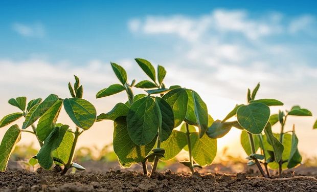 Sin conexión a internet: una multinacional líder en mejoramiento genético vegetal da un paso clave hacia la agricultura de datos