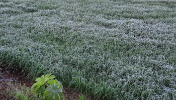 Inmet alerta para queda acentuada de temperatura com previsão de geada e neve