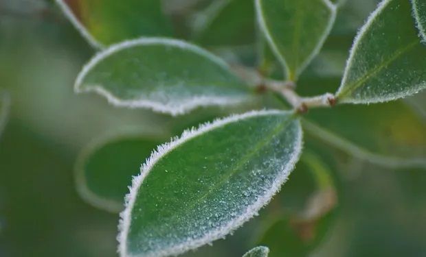 Previsão indica formação de geada do centro para o sul e sudoeste gaúcho. (Foto: Mapa)