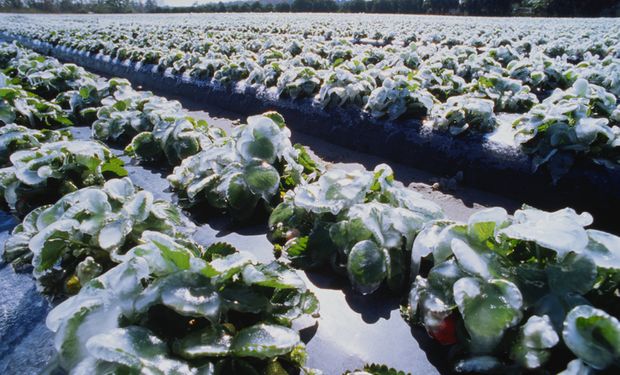 Frente fria: produtores temem perdas irreparáveis com geadas