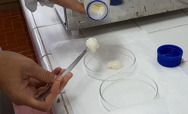 Investigadores argentinos desarrollan geles de leche, una solución al problema mundial de deficiencia nutricional de calcio