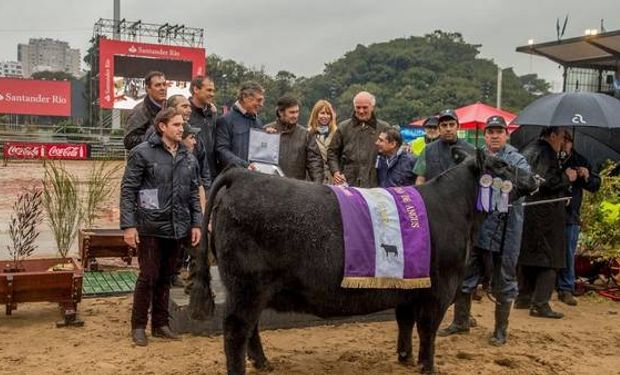 La Aberdeen Angus es la raza más numerosa de la Argentina.