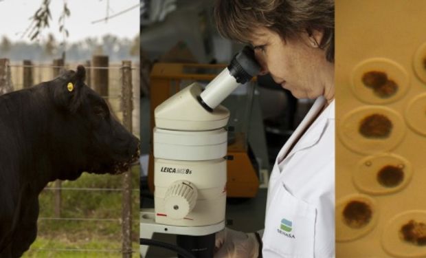 Argentina podrá exportar e importar embriones bovinos in vitro desde y hacia Brasil.