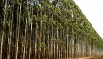 En Brasil lograron secuenciar el genoma completo del eucaliptus
