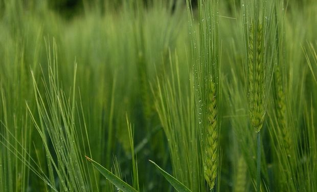 Se publicó el primer borrador del genoma del trigo