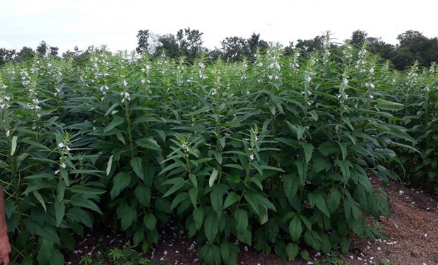 Oleaginosa ganha força no Tocantins e já é chamada de “nova joia do Cerrado”