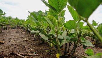 "Están muy bien preparados", destacó una referente de la UE sobre el requisito de soja y carne de zonas libre deforestación: se podría prorrogar la entrada en vigencia