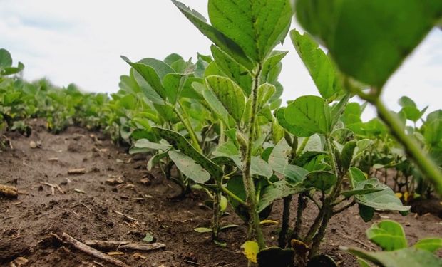 "Están muy bien preparados", destacó una referente de la UE sobre el requisito de soja y carne de zonas libre deforestación: se podría prorrogar la entrada en vigencia