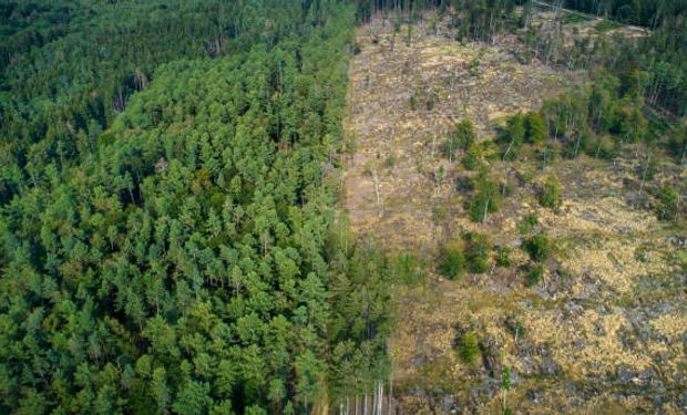 Desmatamento teve queda de 21,8% na Amazônia e 9,2% no Pantanal