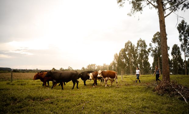 Brasil, o celeiro da carne bovina mais competitivo do mundo